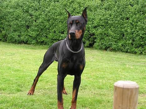 Dobermann Taras Zil Sawages billede 1