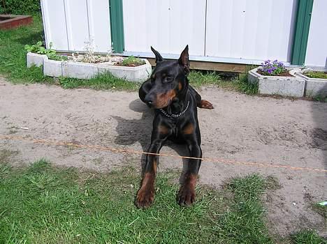 Dobermann Taras Zil Sawages billede 2