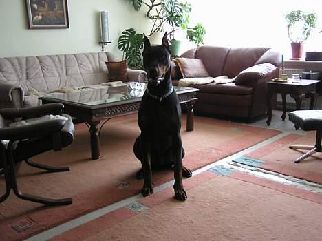 Dobermann Taras Zil Sawages billede 3