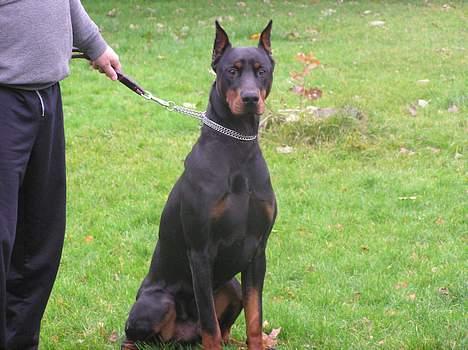 Dobermann Taras Zil Sawages billede 4
