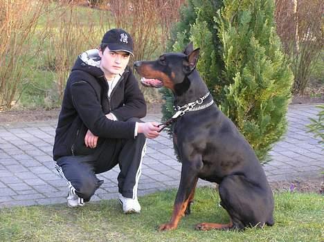 Dobermann Taras Zil Sawages billede 5
