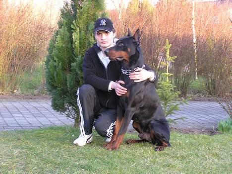 Dobermann Taras Zil Sawages billede 6