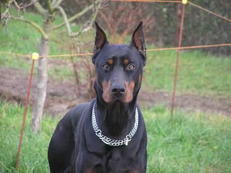 Dobermann Taras Zil Sawages billede 7