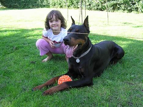 Dobermann Taras Zil Sawages billede 8
