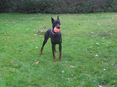 Dobermann Taras Zil Sawages billede 9