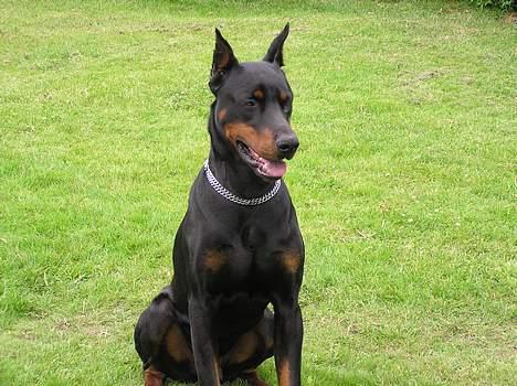 Dobermann Taras Zil Sawages billede 10
