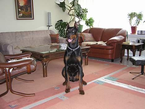 Dobermann Taras Zil Sawages billede 11