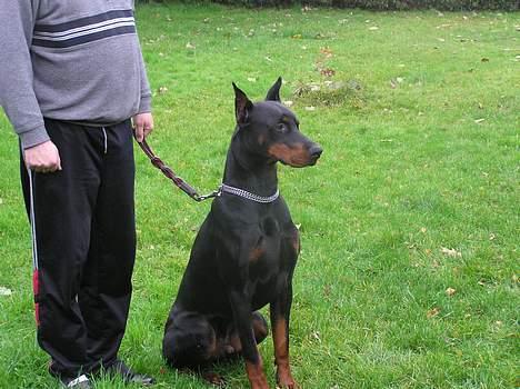 Dobermann Taras Zil Sawages billede 12