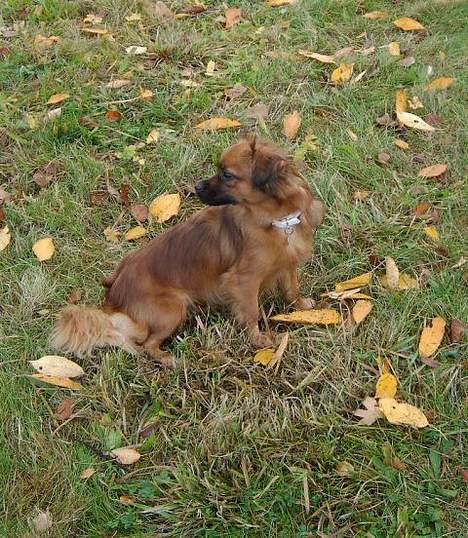 Blanding af racer Chios ~ Græsk Gadehund ~ - ...Jeg er træt i mine små ben... Hvor er min mor ? billede 8