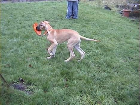 Grand danois **Død**Great Dane's Minie billede 3