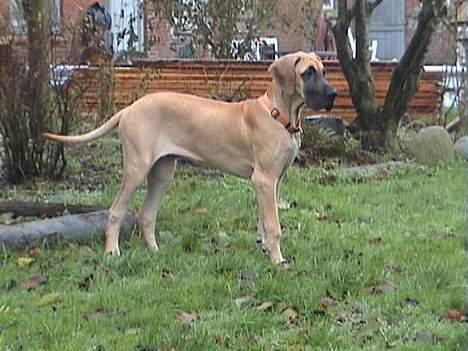 Grand danois **Død**Great Dane's Minie billede 4