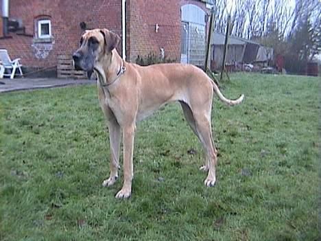 Grand danois Great Dane's Tinka billede 5