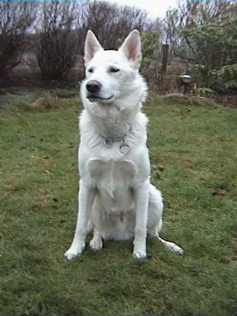 Blanding af racer Tyson billede 6