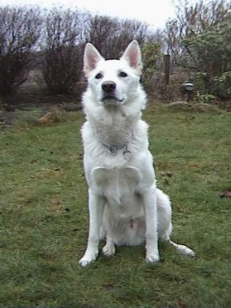 Blanding af racer Tyson billede 7