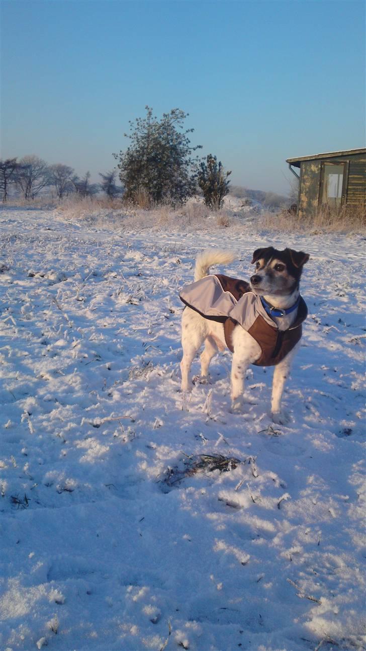 Blanding af racer  * Bosse R.I.P. - Bosse i den flotte sne 21/12-2010. Flotte dreng, selv om ham er oppe i årene :) billede 1