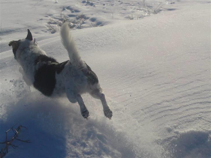 Blanding af racer  * Bosse R.I.P. - hopla! marst 2010 billede 4