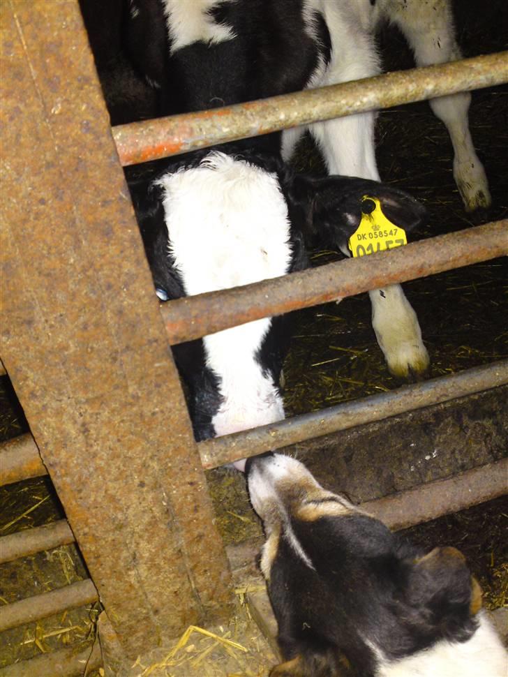 Blanding af racer  * Bosse R.I.P. - Bosse er blevet forelsket i en ko :) marts 2010 billede 5