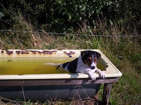 Blanding af racer  * Bosse R.I.P. billede 10