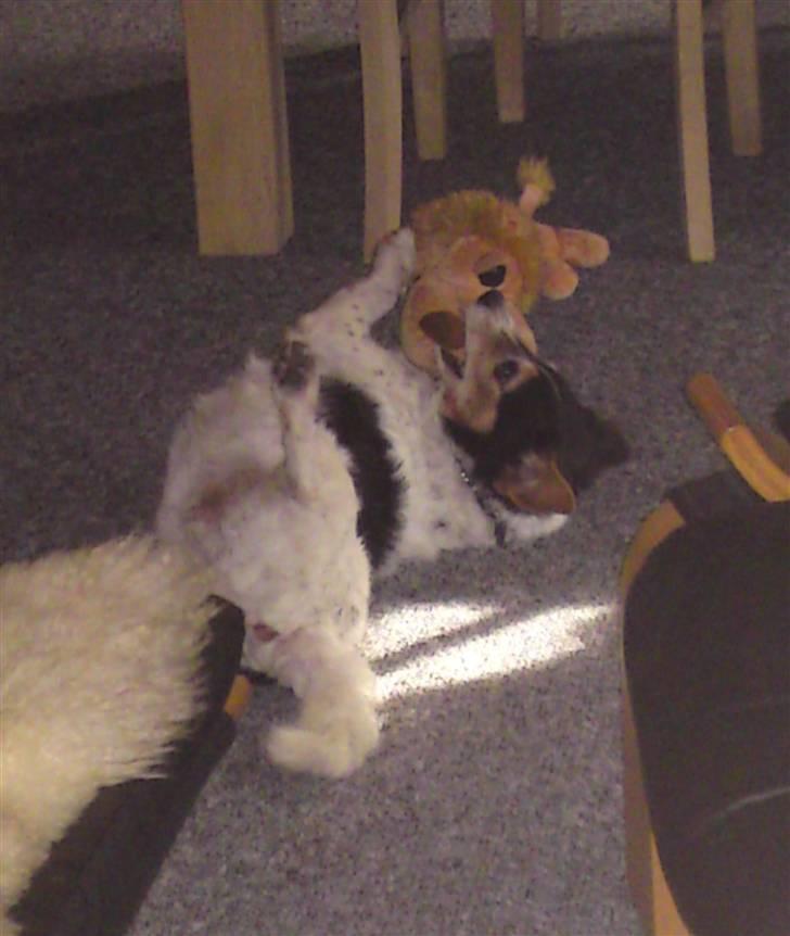 Blanding af racer  * Bosse R.I.P. - man bliver aldrig for gammel til at lege med tøjdyr :) marts 2010 billede 6