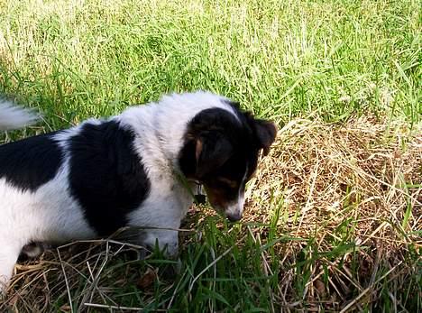 Blanding af racer  * Bosse R.I.P. - MUS? billede 7