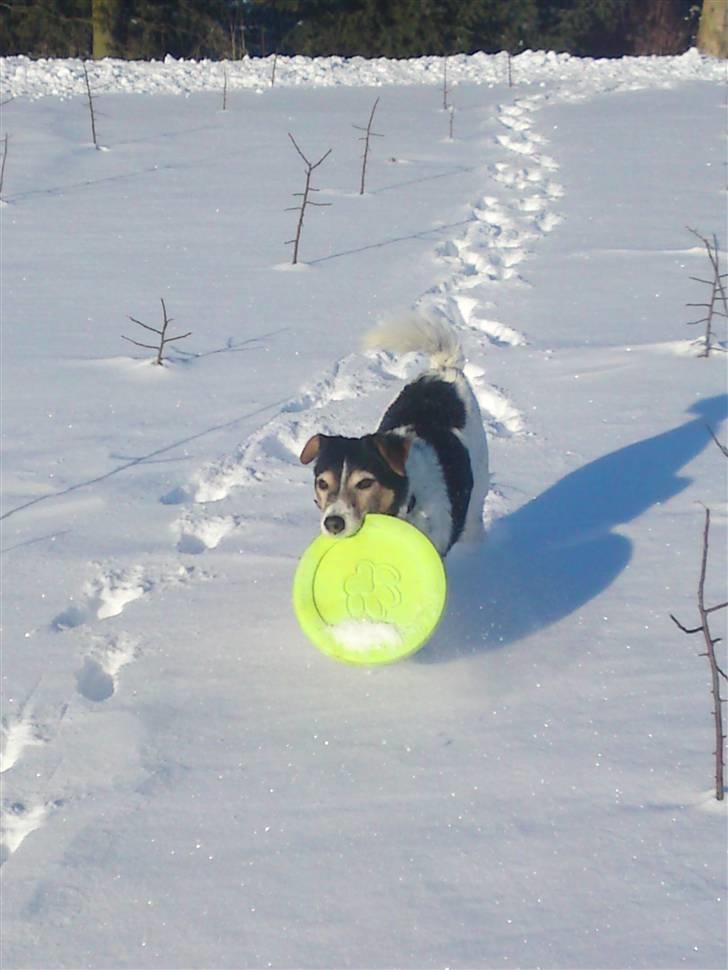 Blanding af racer  * Bosse R.I.P. - Vi skal ikk glemme legetøjet da!! marst 2010 billede 8