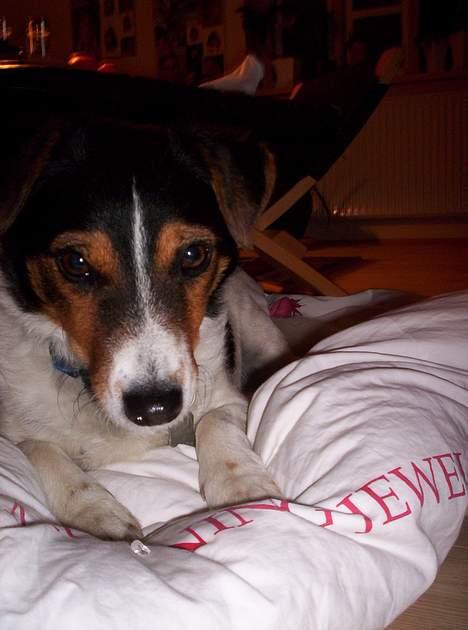 Blanding af racer  * Bosse R.I.P. - dyneløfteren billede 9