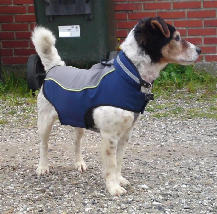 Blanding af racer  * Bosse R.I.P. - Bosse og hans nye dækken :D billede 11