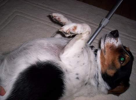 Blanding af racer  * Bosse R.I.P. - klø mig...? please? billede 12