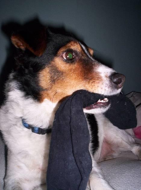 Blanding af racer  * Bosse R.I.P. - hej :D billede 14