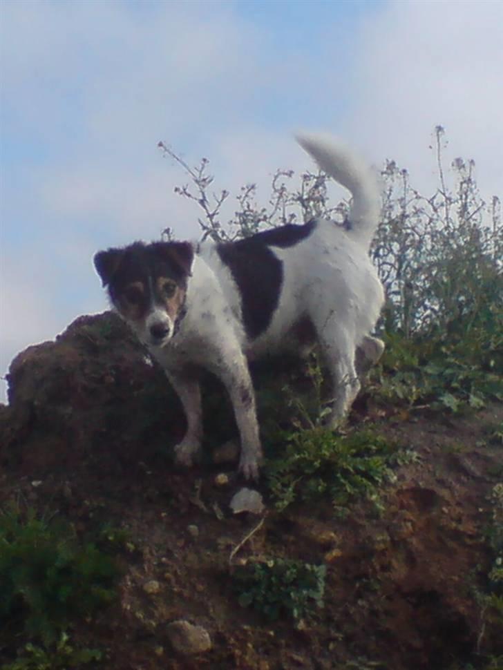 Blanding af racer  * Bosse R.I.P. billede 15