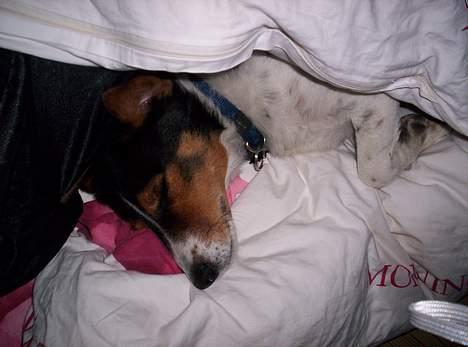 Blanding af racer  * Bosse R.I.P. - og GODNAT! billede 16