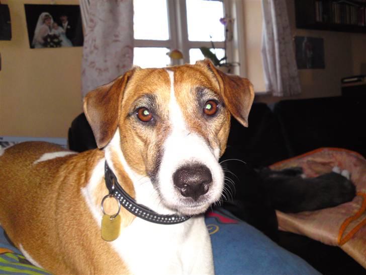 Blanding af racer Bacardi :)  - tit tit  billede 1