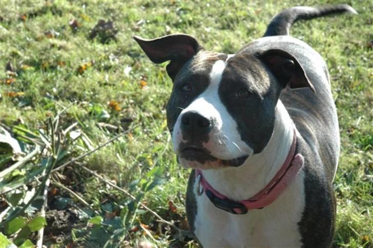 Amerikansk staffordshire terrier amiga 25-11-04 - hey jeg hedder amiga, og velkommen til min side billede 1