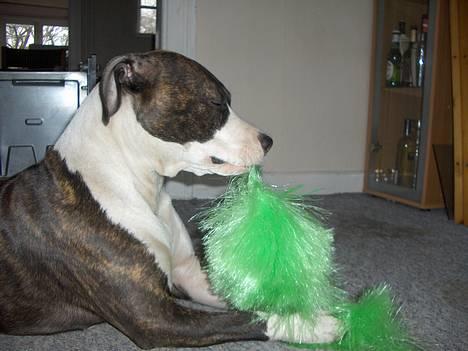 Amerikansk staffordshire terrier amiga 25-11-04 - ja jeg spiser lig den her støvsims hihi billede 2