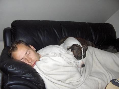 Amerikansk staffordshire terrier amiga 25-11-04 - jon var syg så tøsen passer på ham billede 3