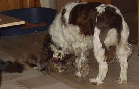 Engelsk springer spaniel Basse - Basse nusser min Lille Monroe... - de er gode venner.... billede 19