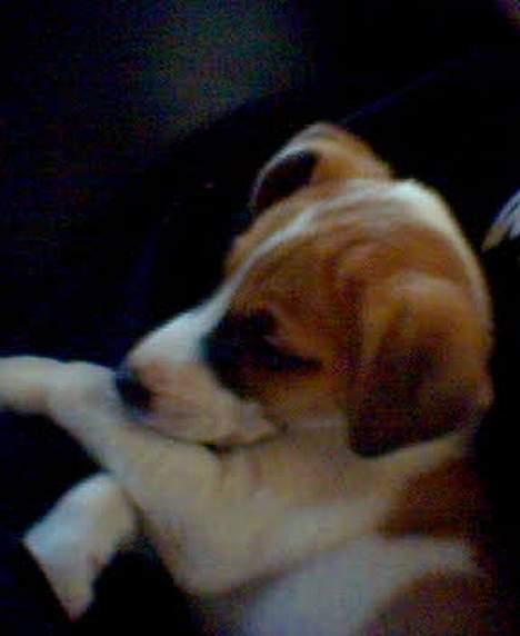 Blanding af racer Bacardi :)  - Bacardi da han var 8 uger billede 2