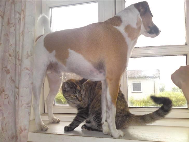 Blanding af racer Bacardi :)  - Ligger lige og passer på missen  billede 3