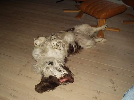 Engelsk springer spaniel Basse - basse elsker at sove sådan her... :-) billede 20