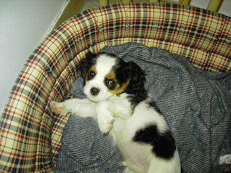 Cavalier king charles spaniel Lisbethsminde's James  billede 3