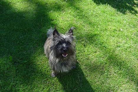Cairn terrier mille - mille er lige en tur i haven for at hjælpe far he he billede 1