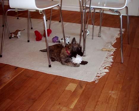 Cairn terrier mille - mille er 13 uger og har fået sin første bold i munden hihi billede 2