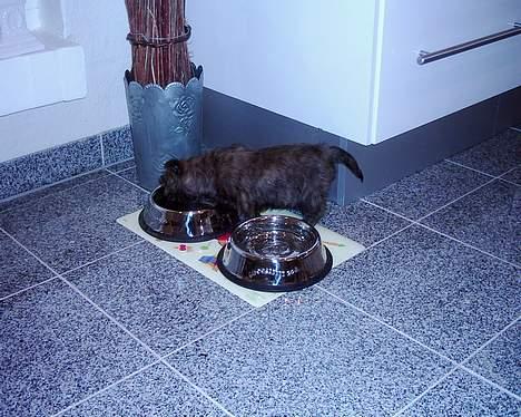Cairn terrier mille - her spiser mille hvist lidt jeg tror faktisk det er det første hun spiser hjemme hos os. billede 3