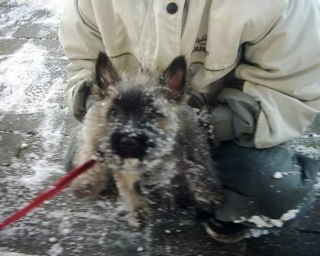 Cairn terrier mille - mille og sne er perlevenner billede 4