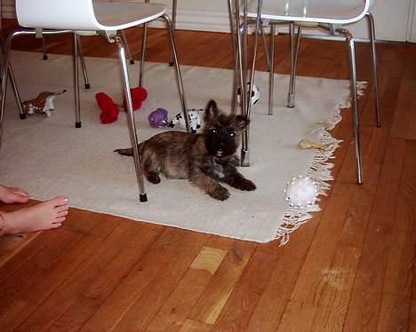 Cairn terrier mille - har jeg gjordt noget forkert??? billede 5