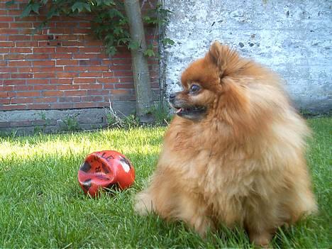 Pomeranian Rocky R.I.P. min skat - også smuk i profil billede 3