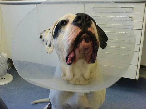 Blanding af racer Carlos *død* - Så er der tv1000 drenge! billede 5