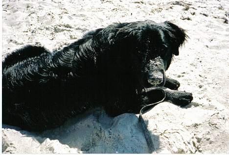 Blanding af racer Bamseline - Jubii ved stranden for 1. gang billede 2