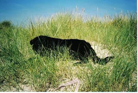 Blanding af racer Bamseline - Ingen kan se mig...hihi billede 3