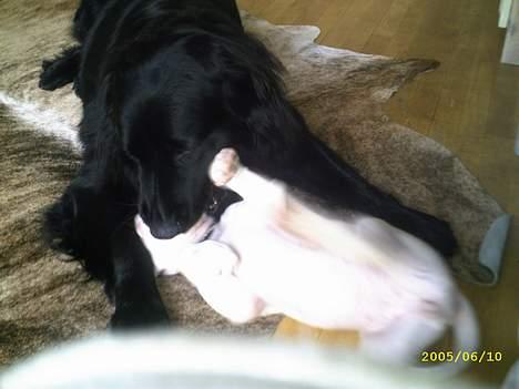 Blanding af racer Bamseline billede 4